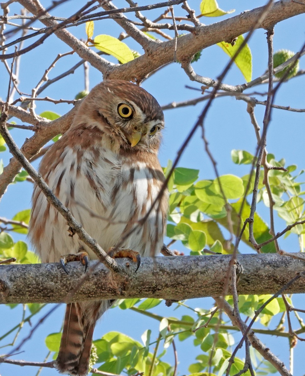 Ferruginous Pygmy-Owl - Diane Drobka