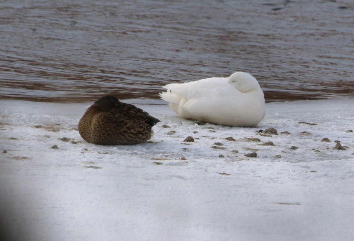 duck sp. - ML613615153