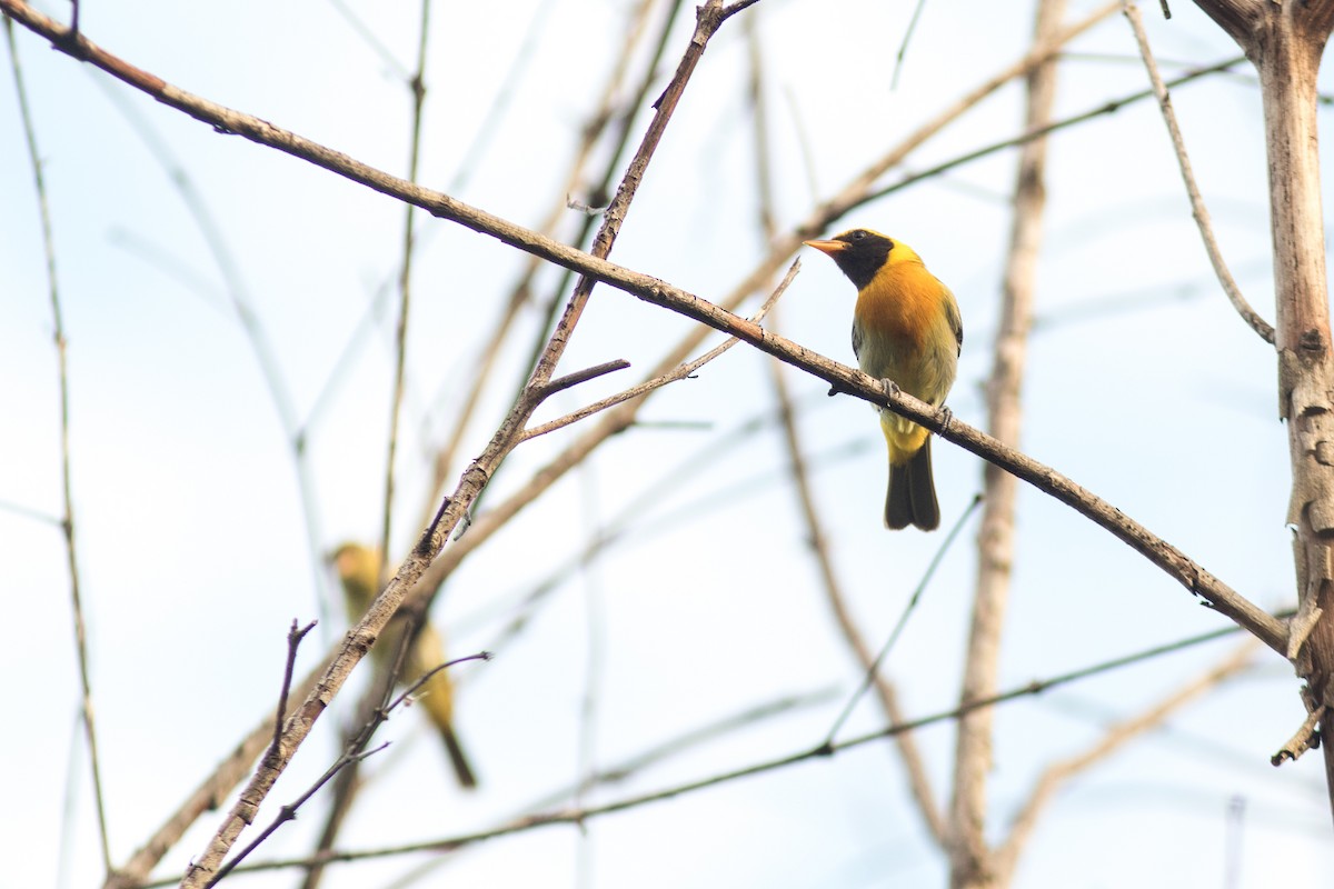 Guira Tanager - ML613615166