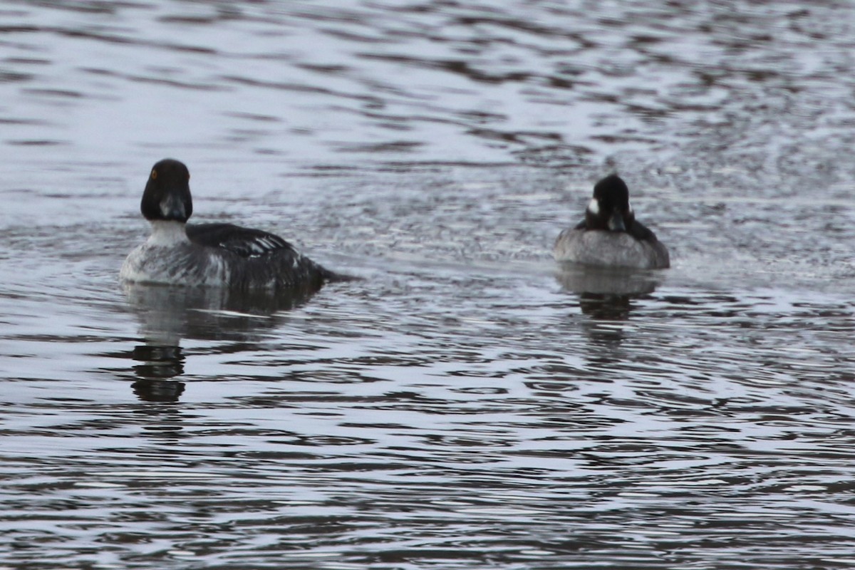 Bufflehead - ML613615169