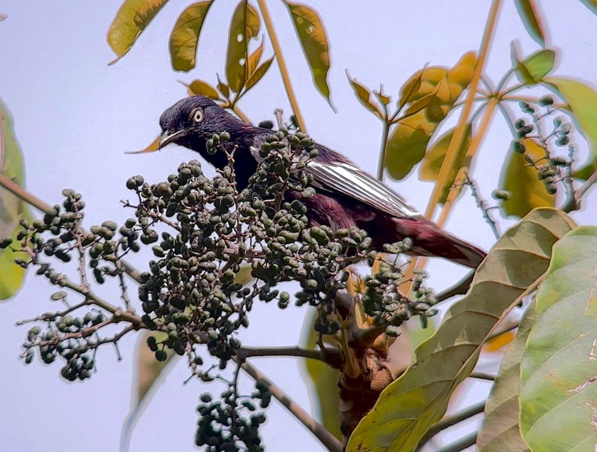 Cotinga porphyrion - ML613615182