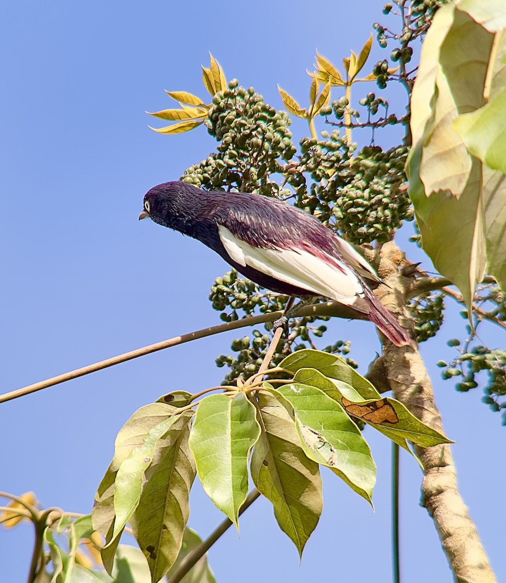 Cotinga porphyrion - ML613615184