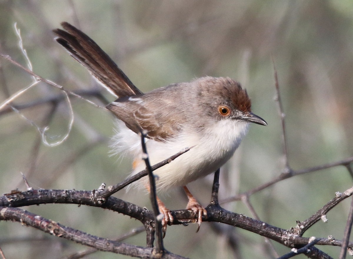 Red-fronted Prinia - ML613615188