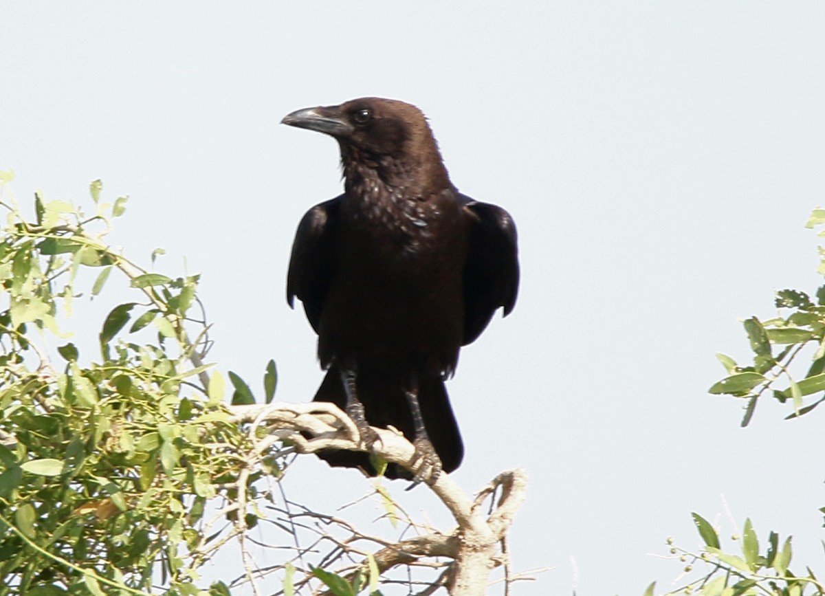 Somali Crow - ML613615241