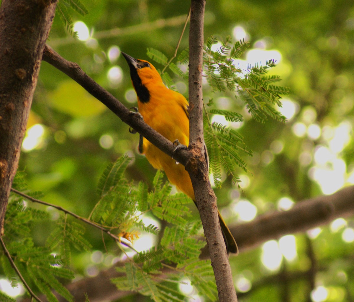 Altamira Oriole - ML613615257
