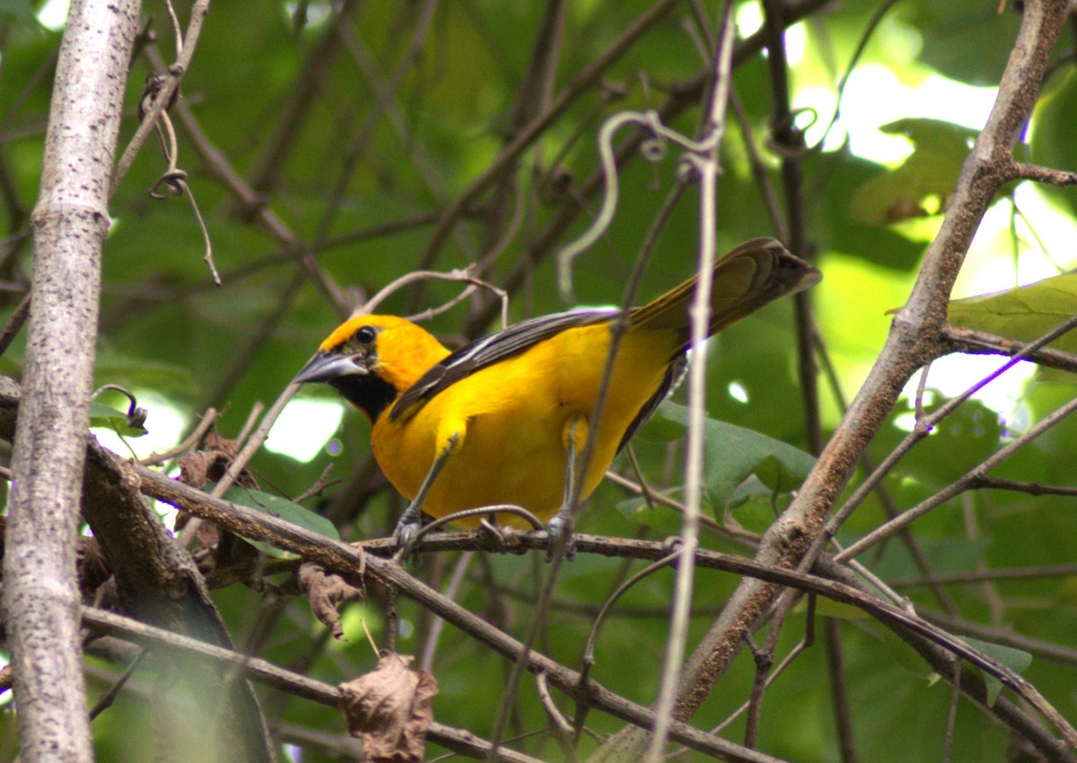 Altamira Oriole - ML613615268