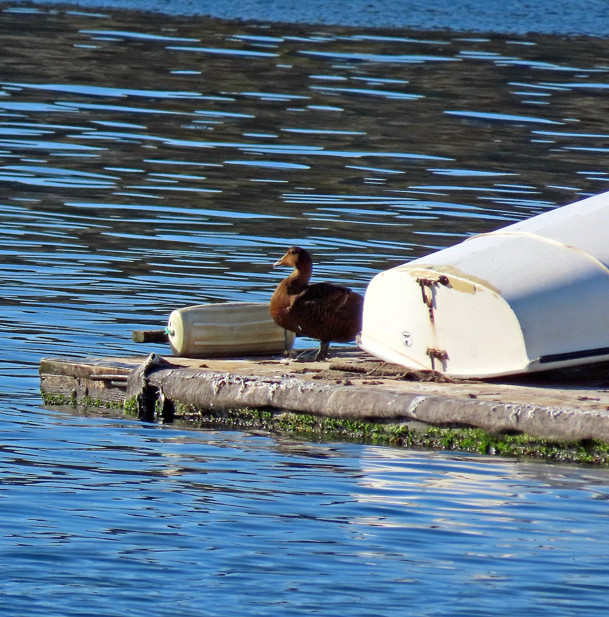 Common Eider - ML613615275