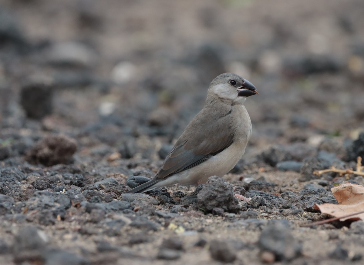 Java Sparrow - ML613615284