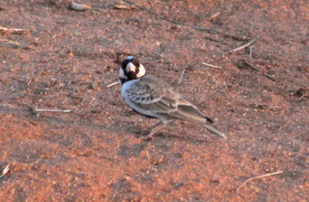 Chestnut-headed Sparrow-Lark - ML613615317