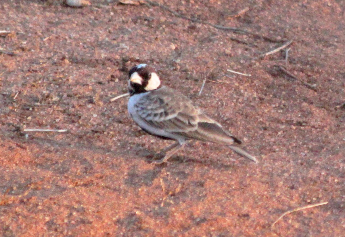 Chestnut-headed Sparrow-Lark - Stanislaw Czyz