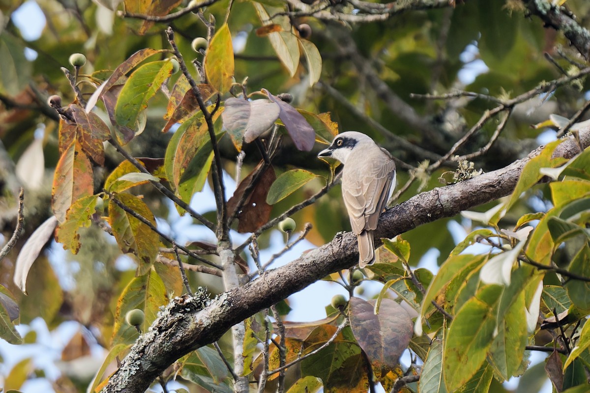 Large Woodshrike - ML613615332