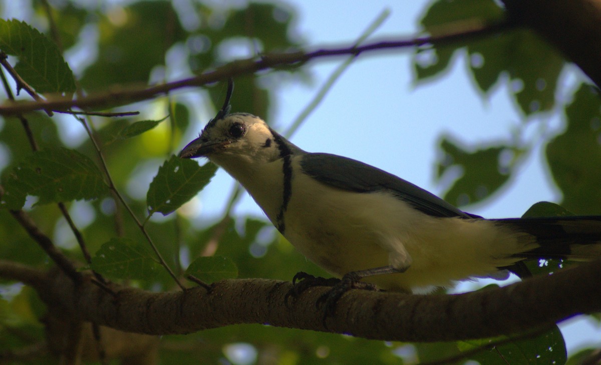 White-throated Magpie-Jay - ML613615333