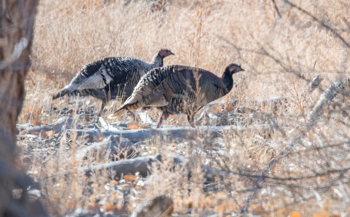 Wild Turkey - ML613615368