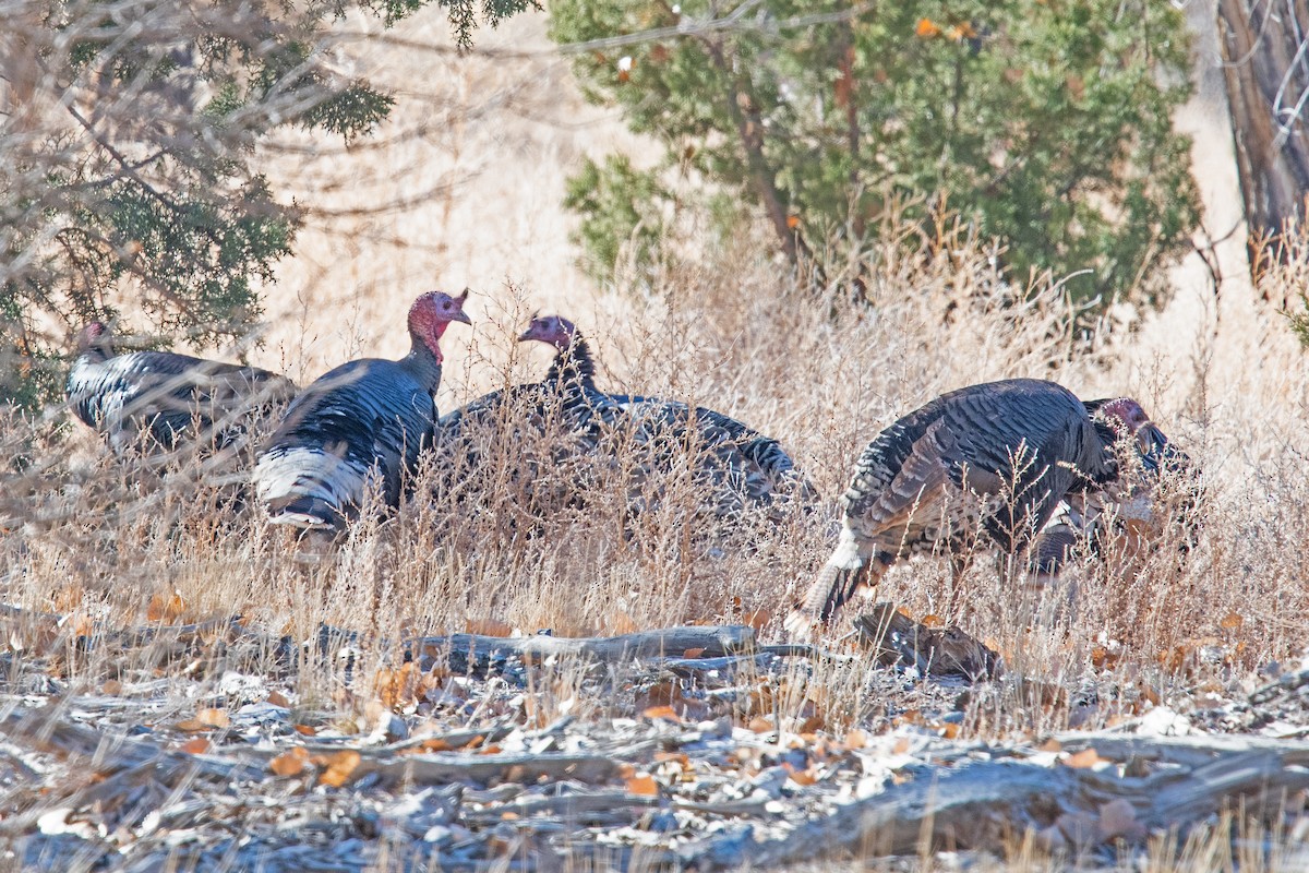 Wild Turkey - ML613615370
