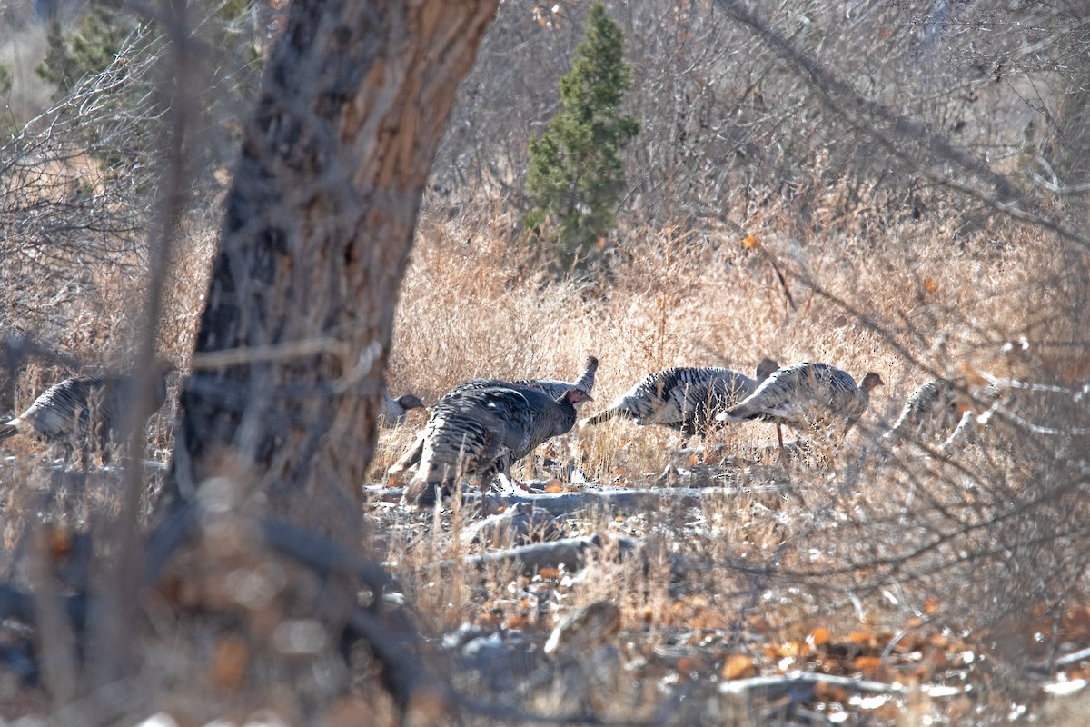 Wild Turkey - ML613615371