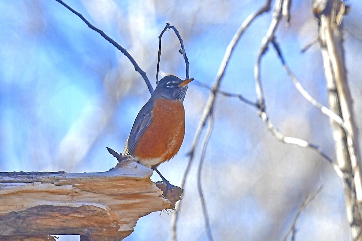 American Robin - ML613615383