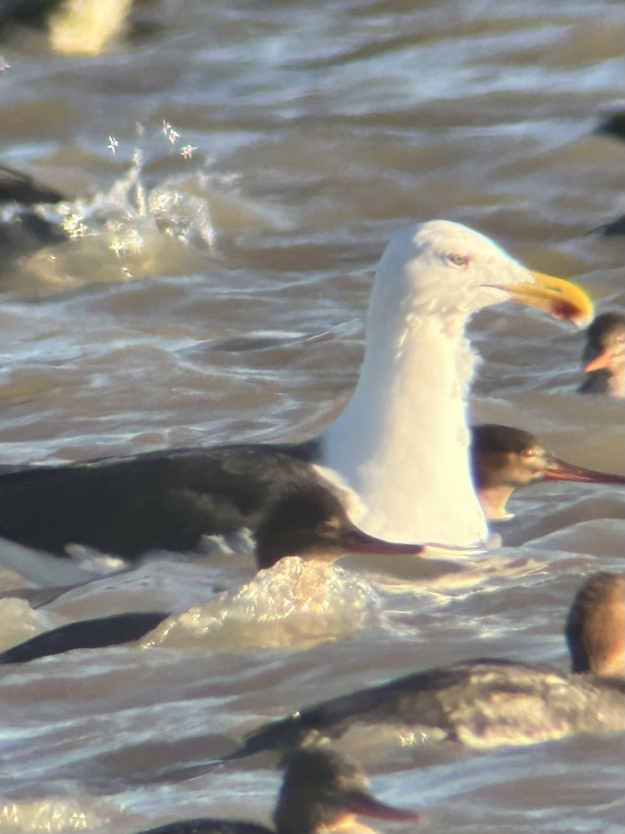 Great Black-backed Gull - ML613615393