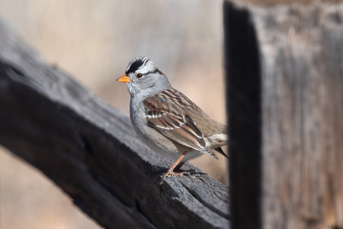 White-crowned Sparrow - ML613615401