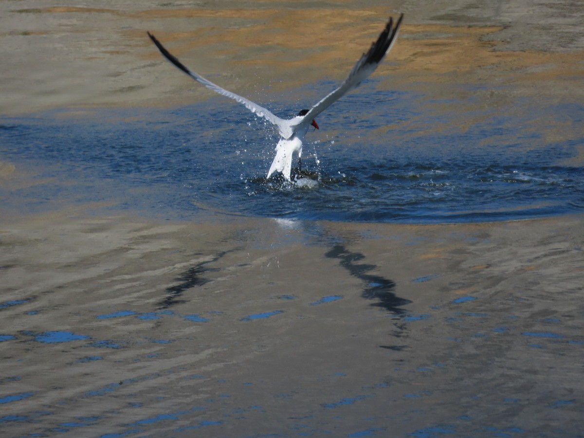 Caspian Tern - ML613615468