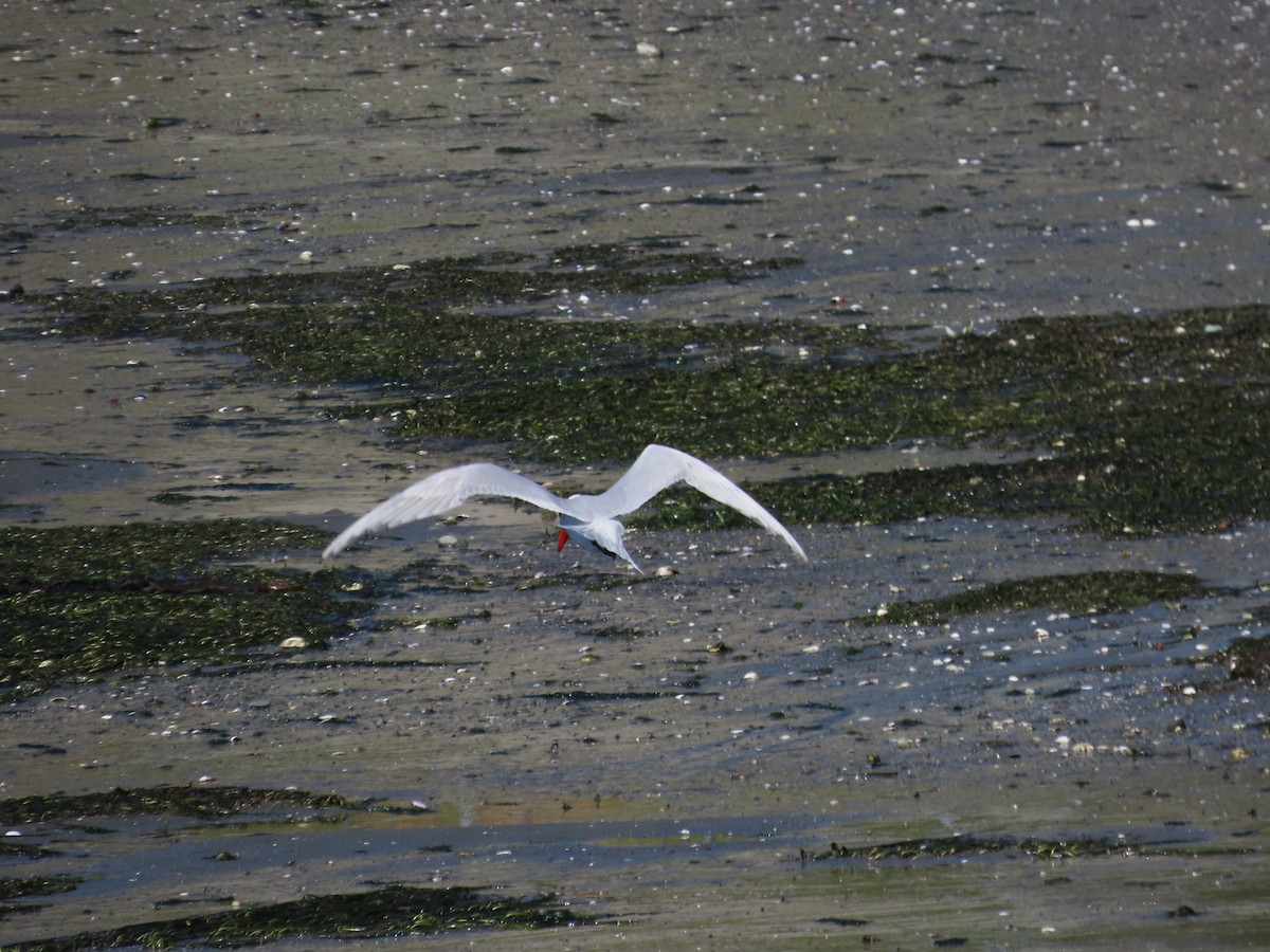 Caspian Tern - ML613615470