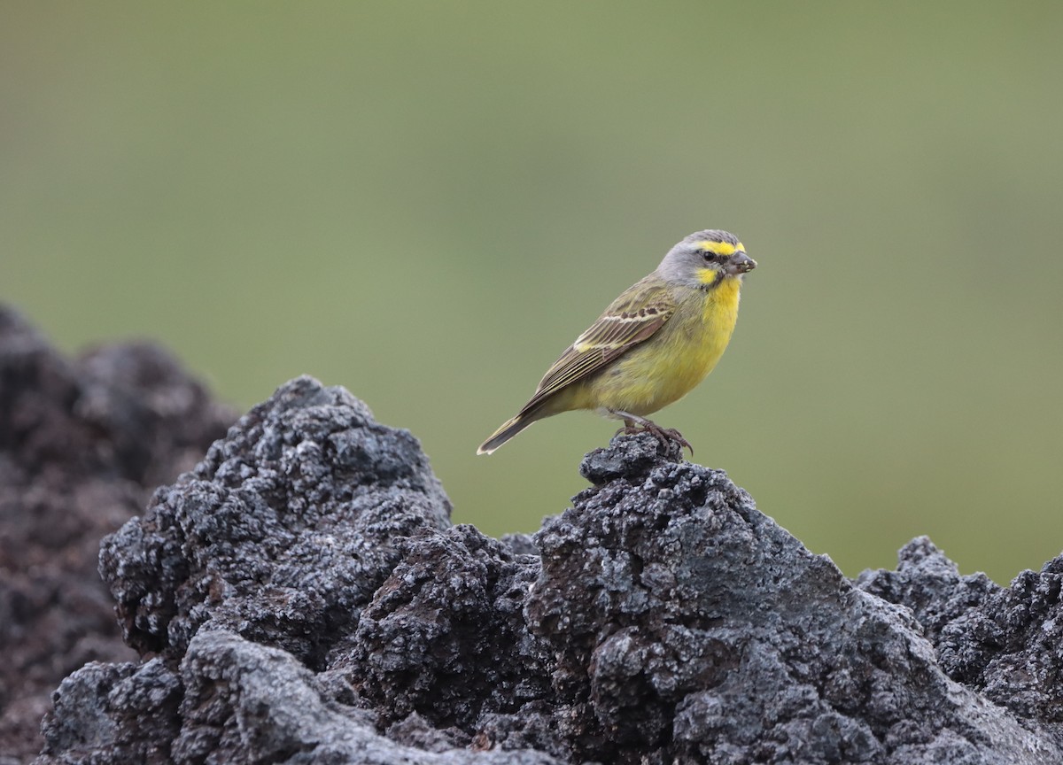 Yellow-fronted Canary - Brandy Johnson
