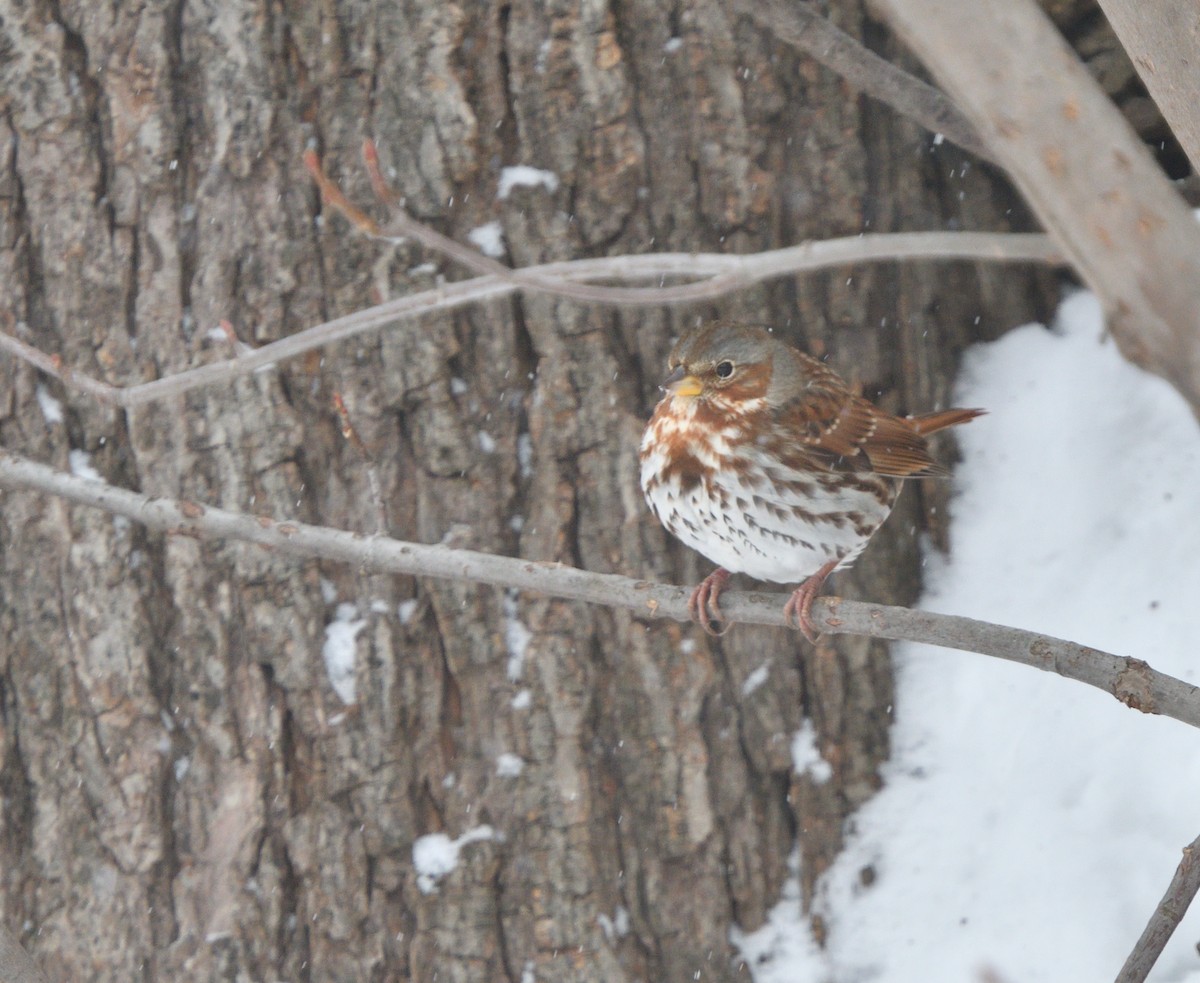 Fox Sparrow - ML613615540