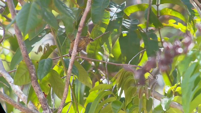 Golden-spangled Piculet - ML613615564