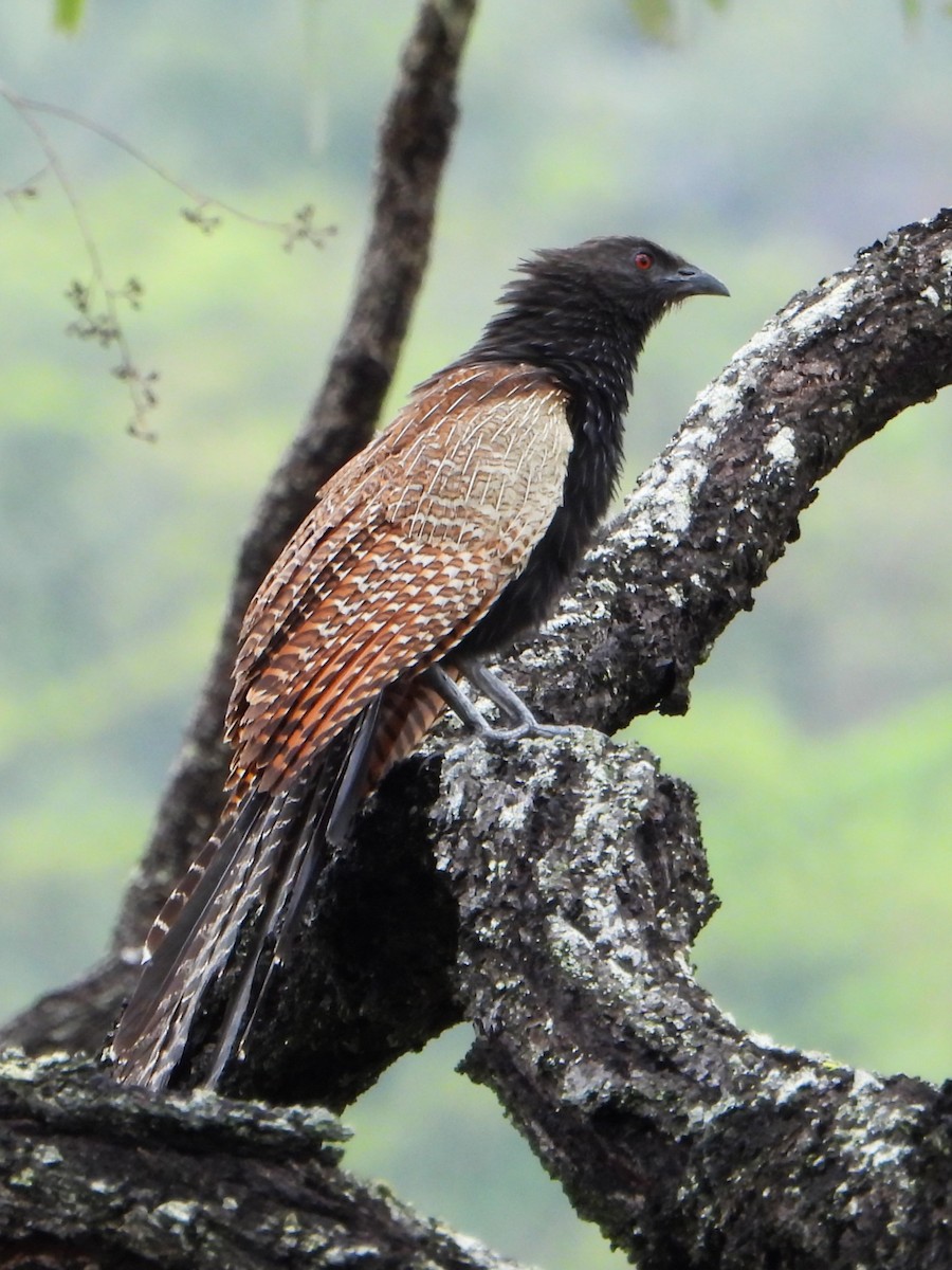 Pheasant Coucal (Pheasant) - Leonie Beaulieu