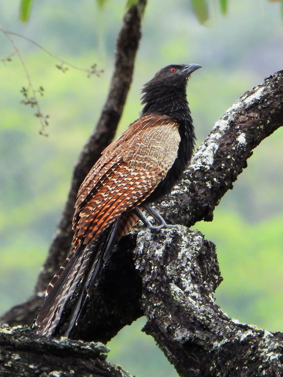 Coucal faisan (groupe phasianinus) - ML613615608