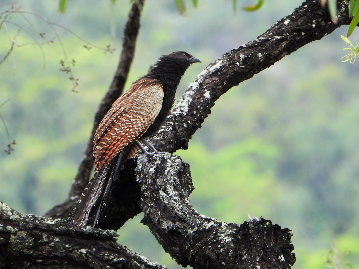 Коукал смугастохвостий [група phasianinus] - ML613615612