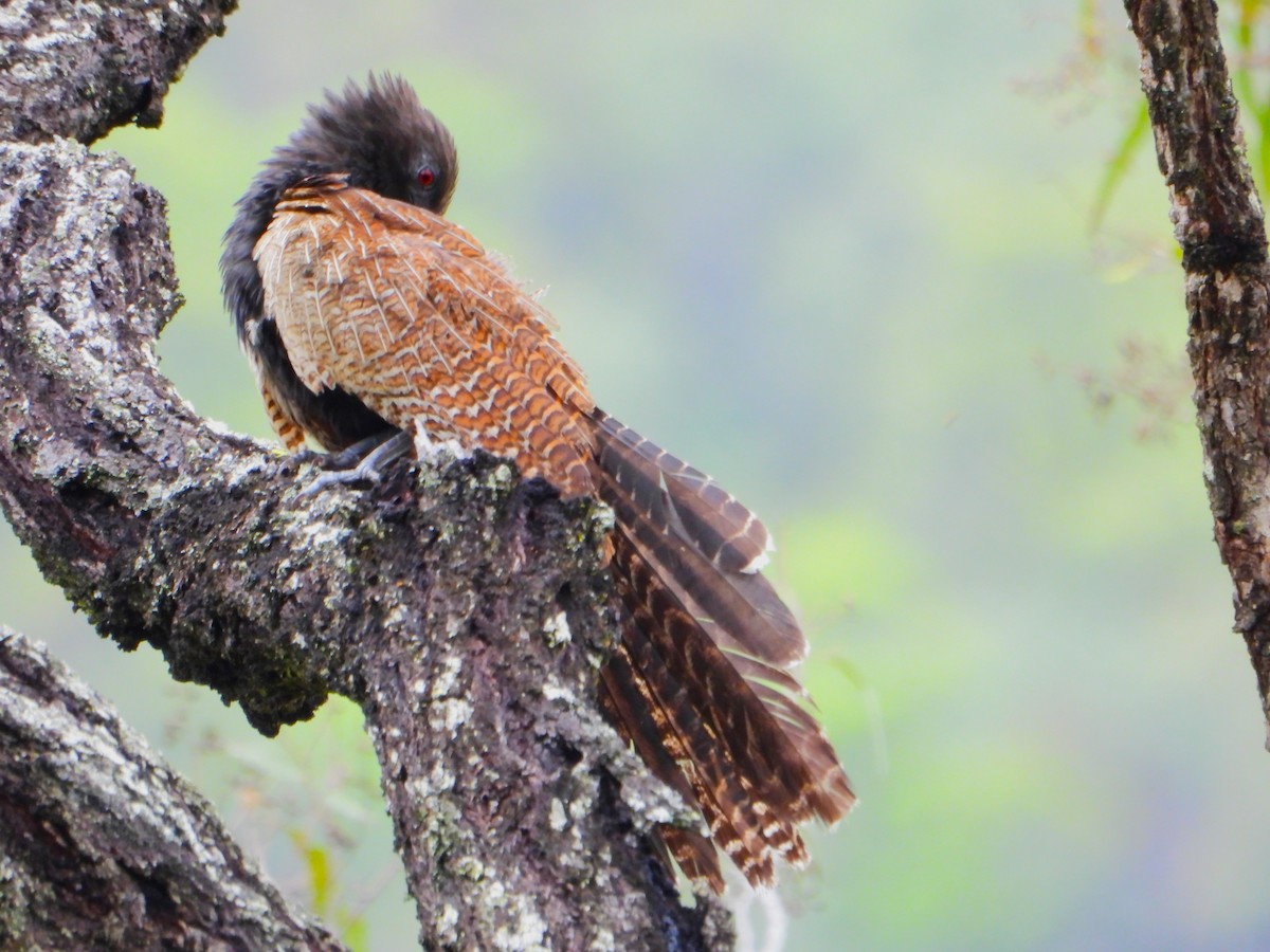 Коукал смугастохвостий [група phasianinus] - ML613615613