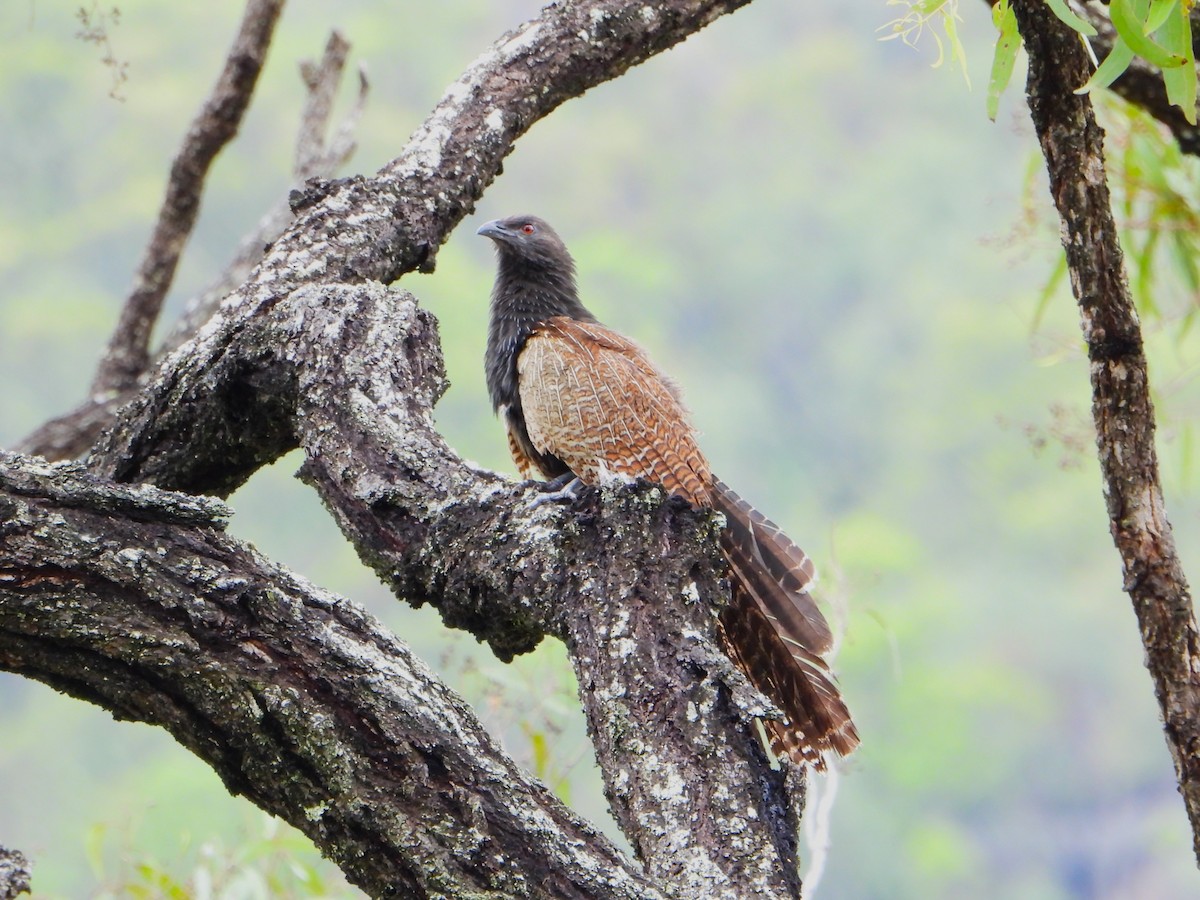 Pheasant Coucal (Pheasant) - Leonie Beaulieu