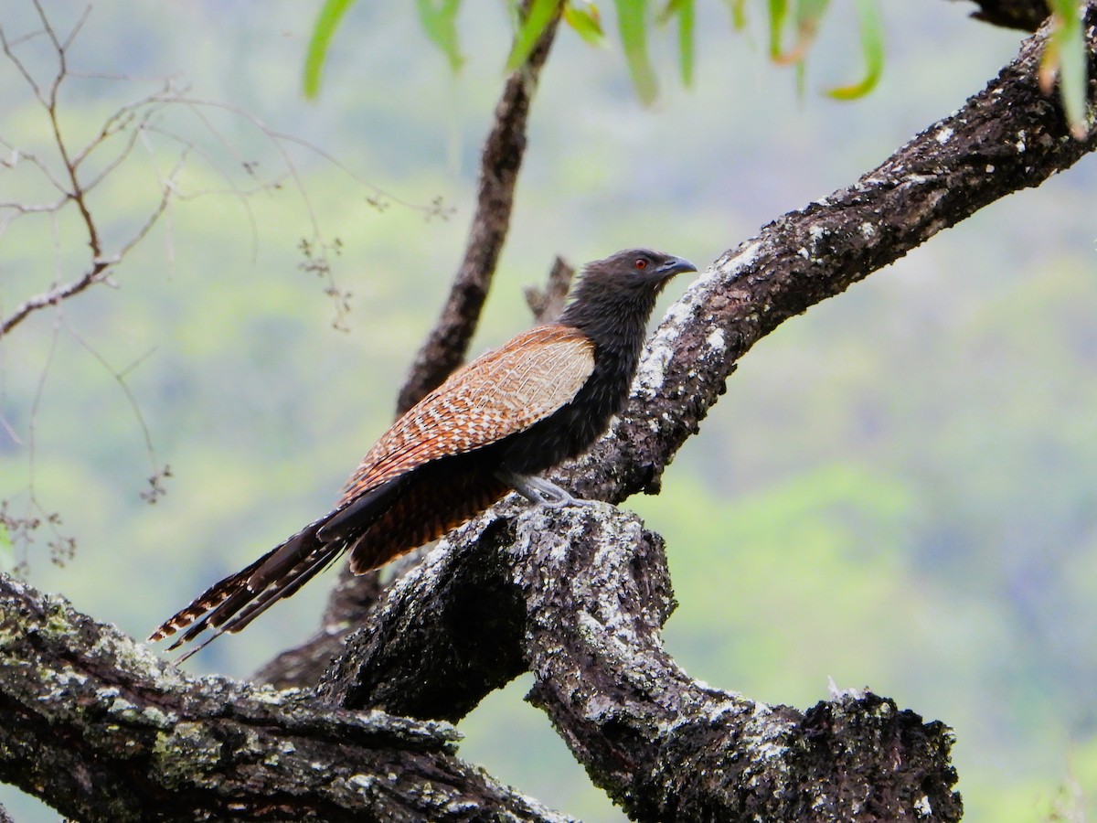 Коукал смугастохвостий [група phasianinus] - ML613615615