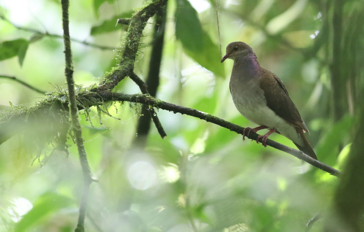 Violaceous Quail-Dove - ML613615633