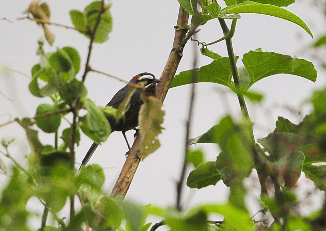 Black-and-chestnut Warbling Finch - ML613615668