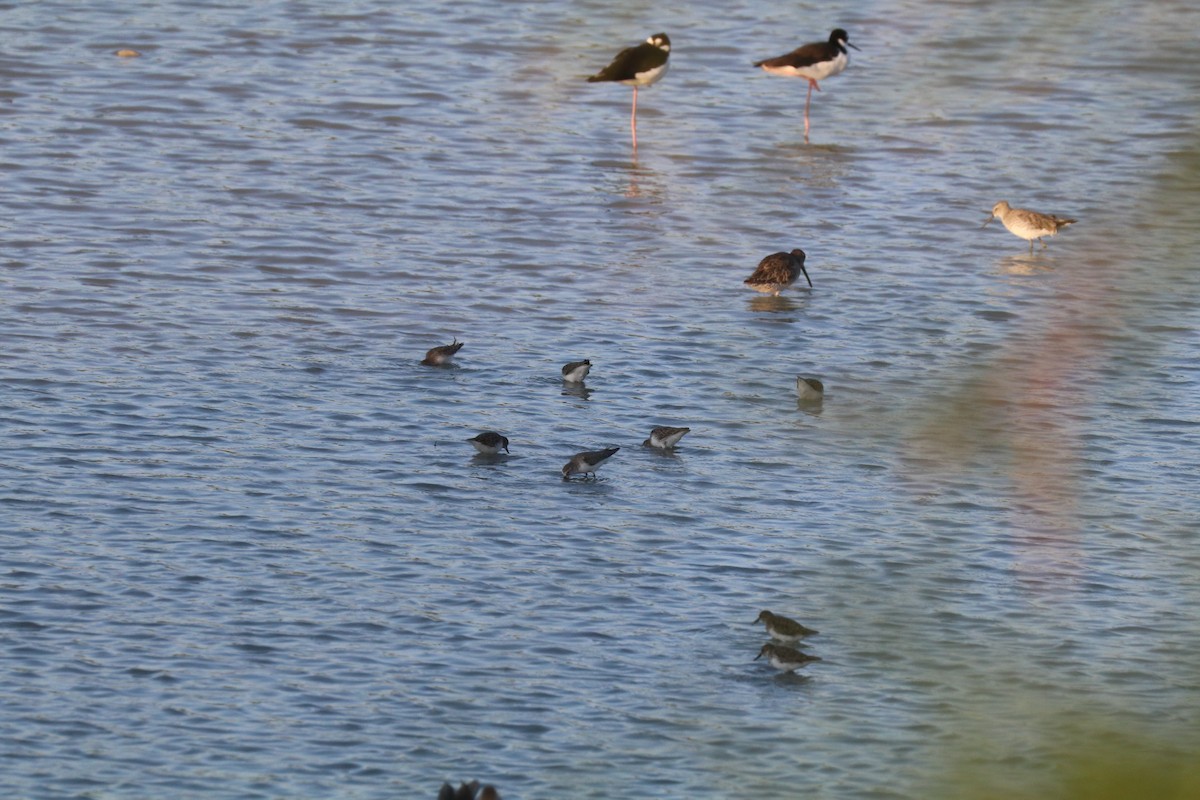 Western Sandpiper - ML613615673