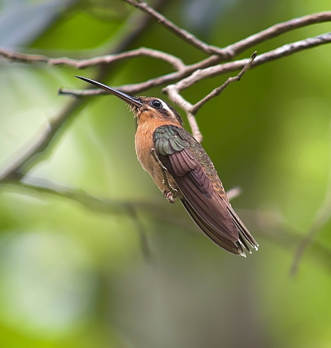 Hook-billed Hermit - ML613615695