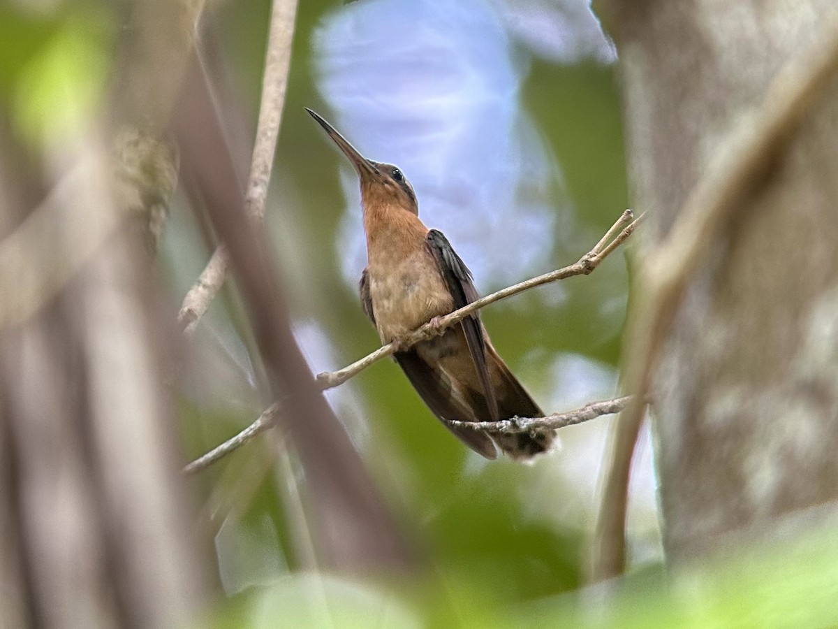 Hook-billed Hermit - ML613615696