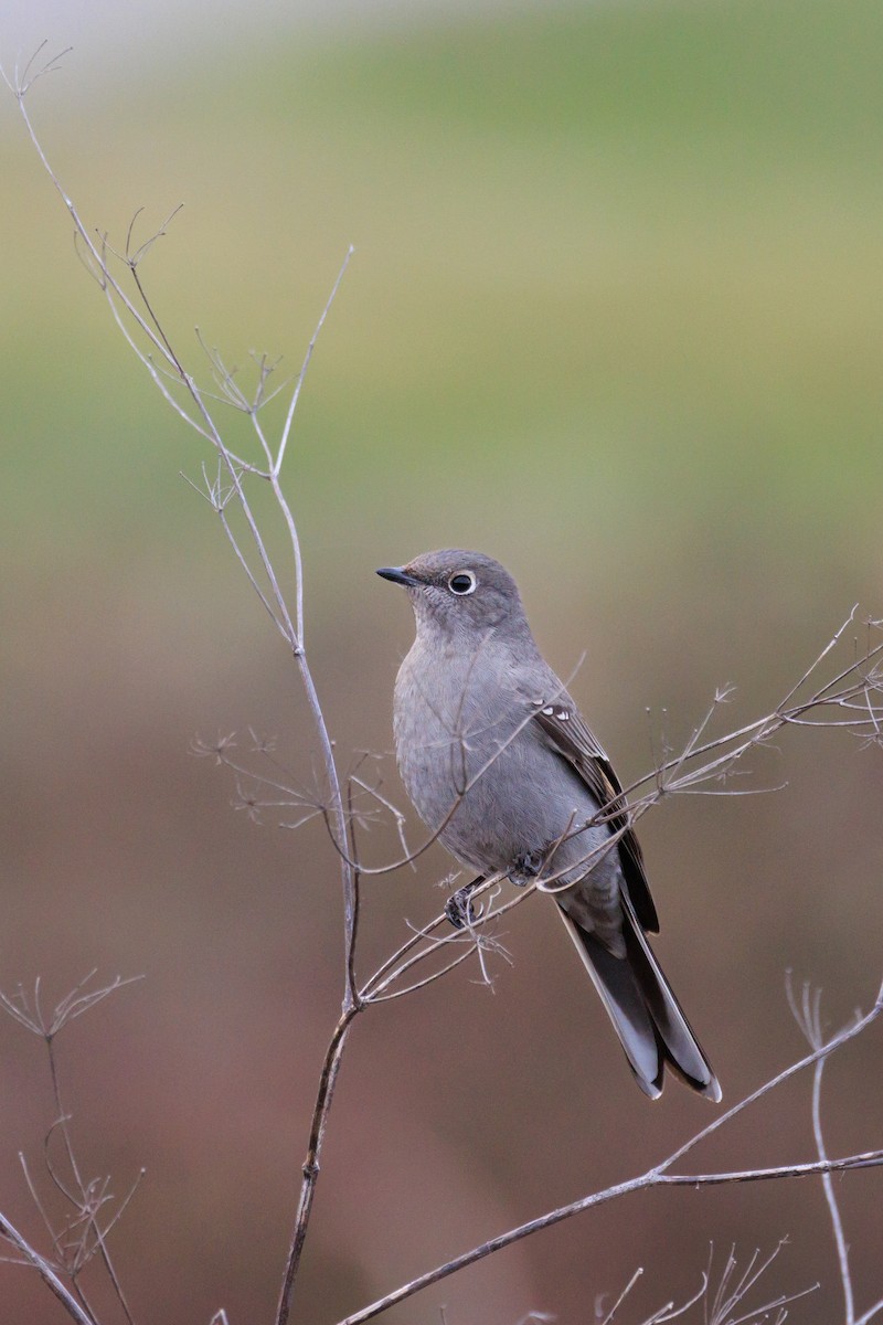 Townsend's Solitaire - ML613615749