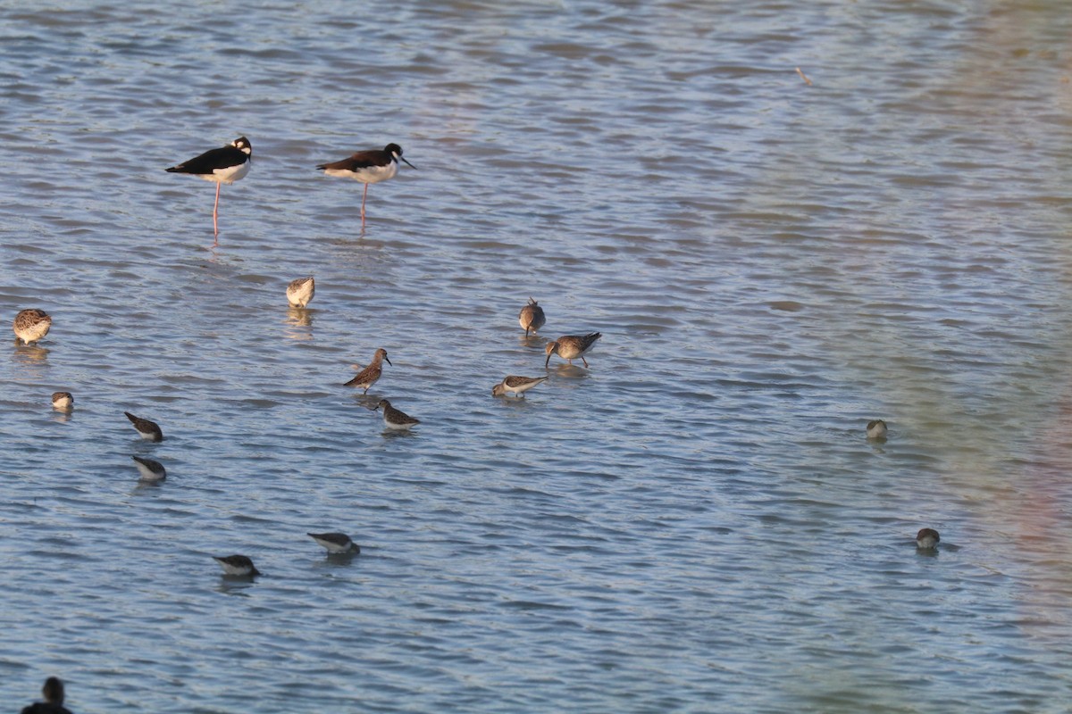 Western Sandpiper - ML613615760