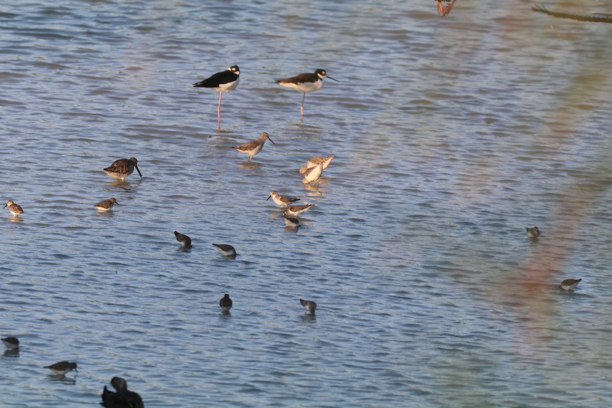 Western Sandpiper - ML613615794