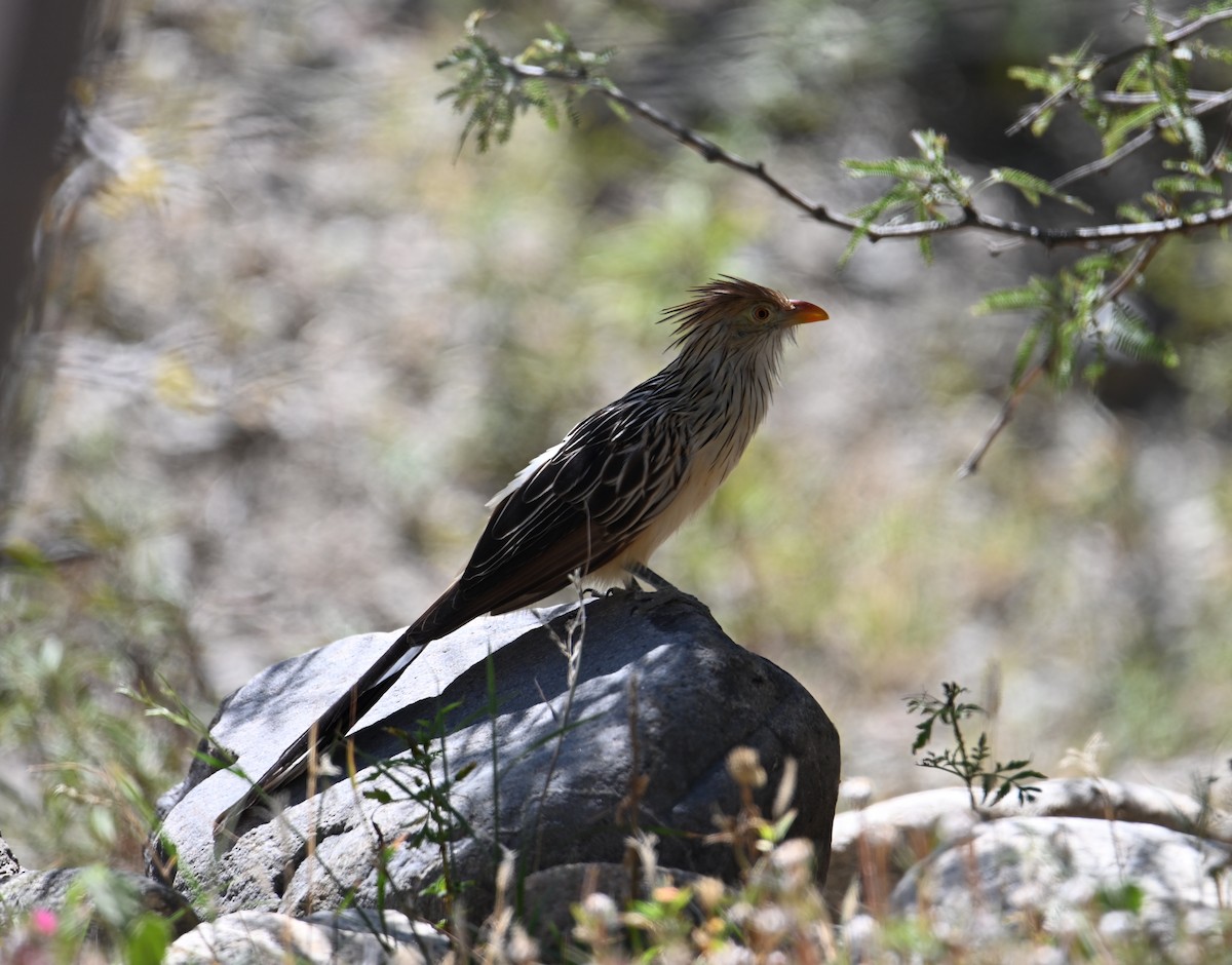 Guira Cuckoo - ML613615808