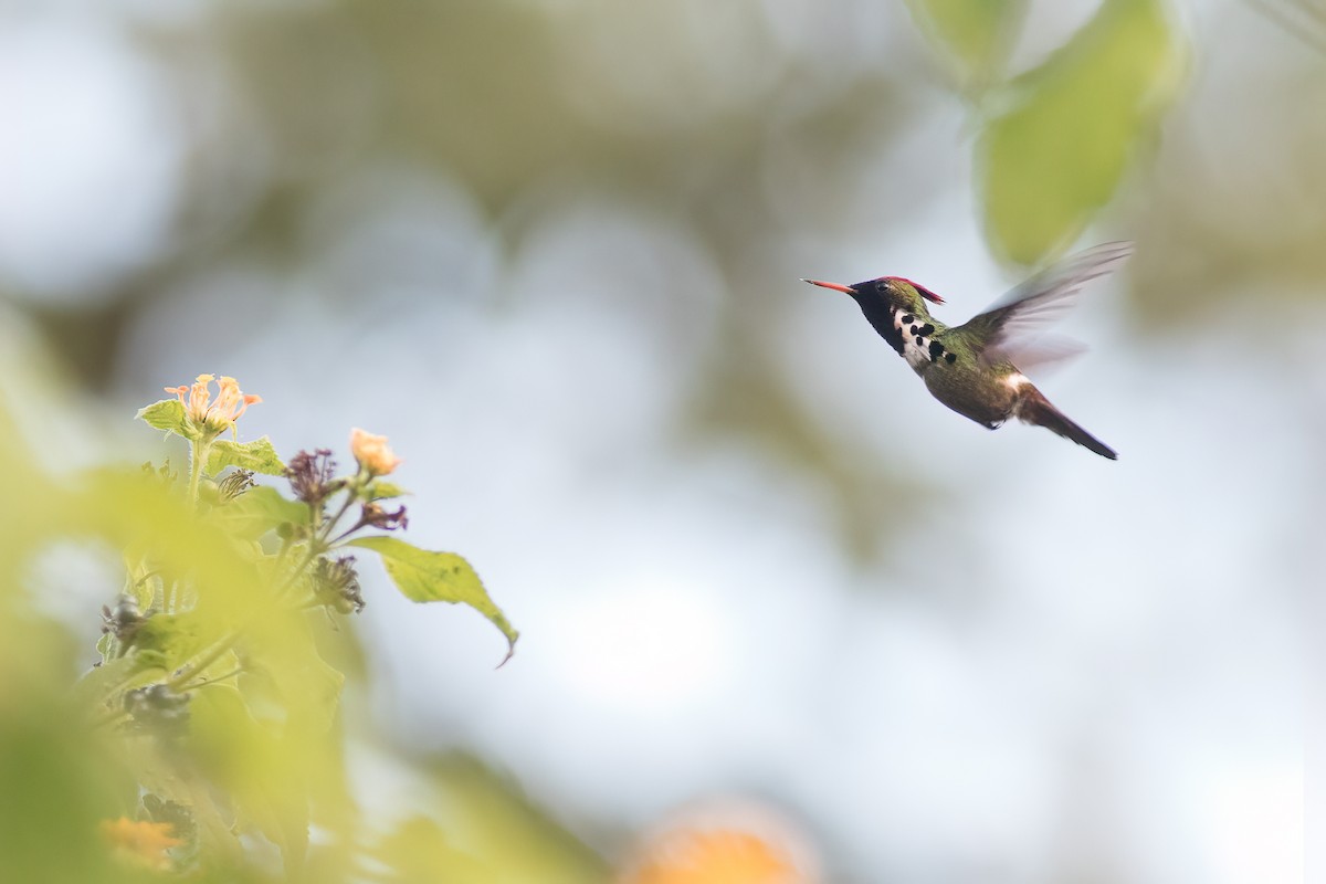 Dot-eared Coquette - ML613615931