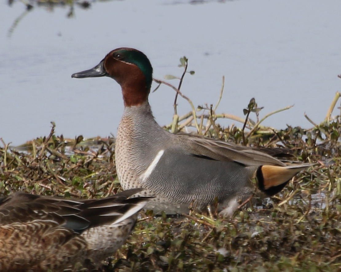 Green-winged Teal - River Ahlquist