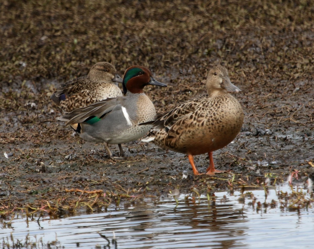 Green-winged Teal - River Ahlquist
