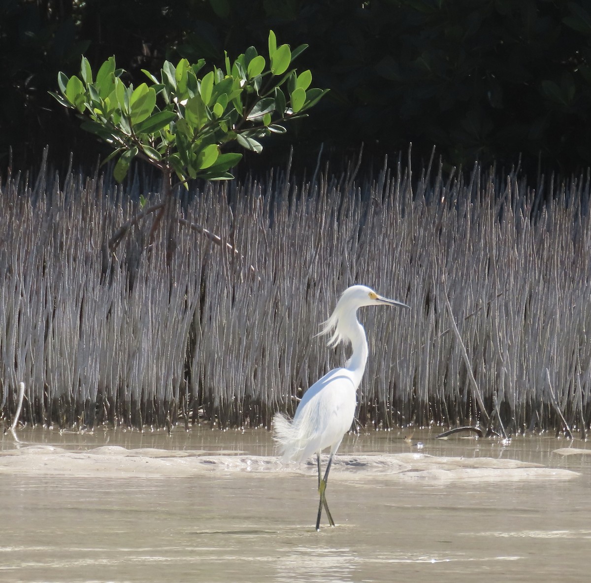 Snowy Egret - ML613615990