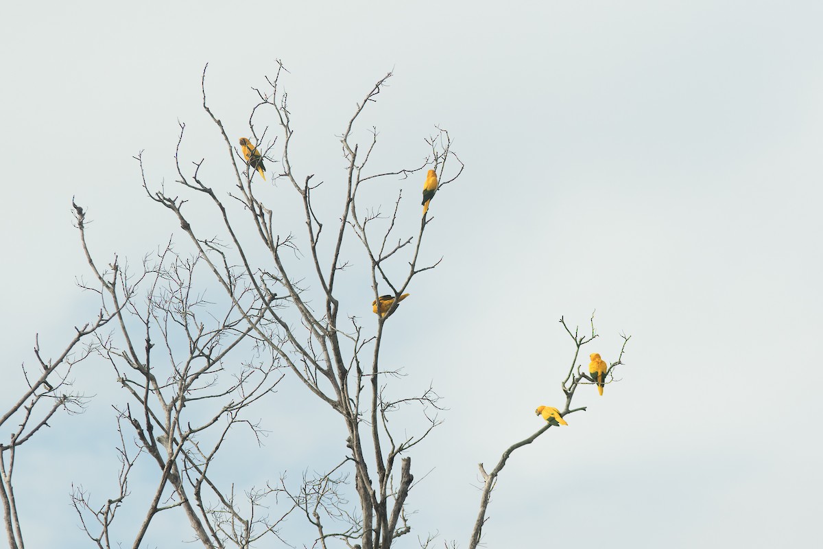 Golden Parakeet - ML613616005