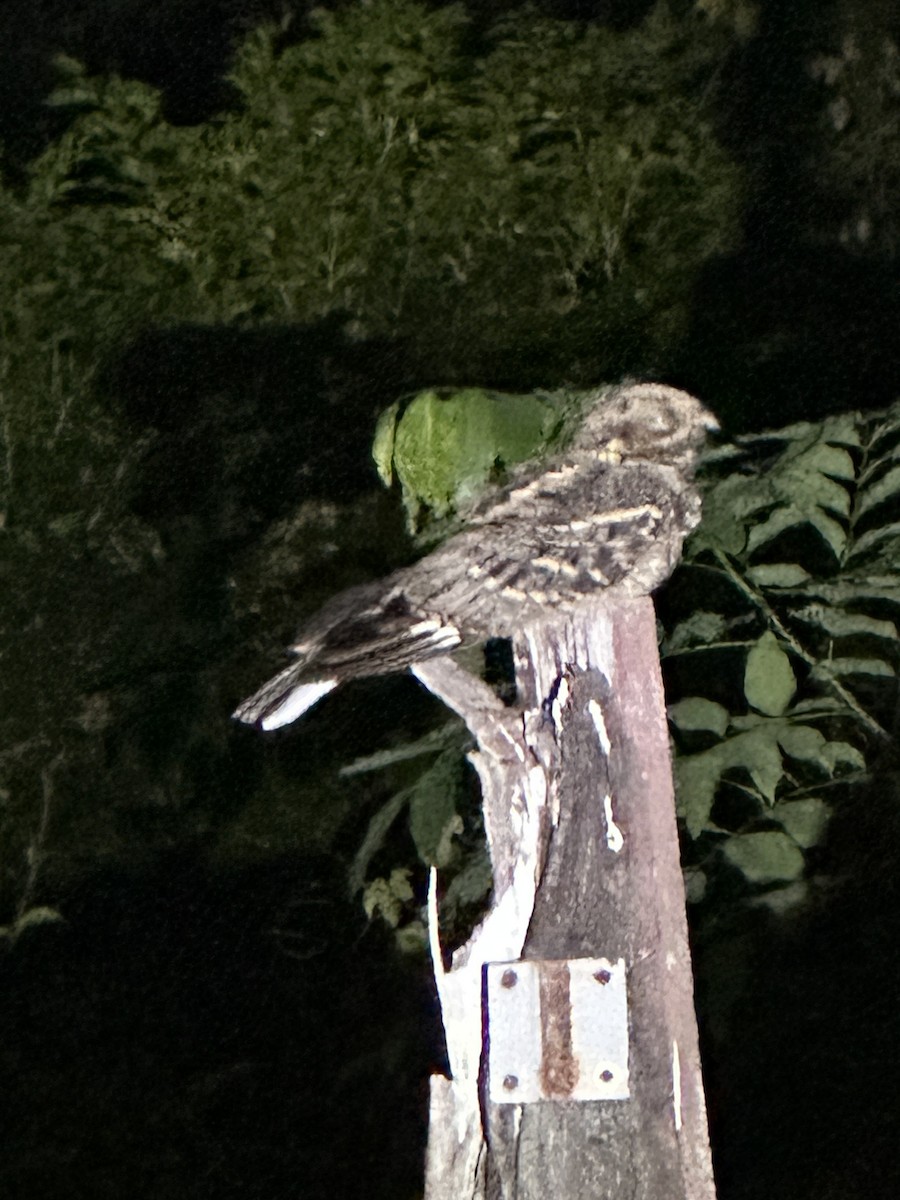 Large-tailed Nightjar - ML613616013