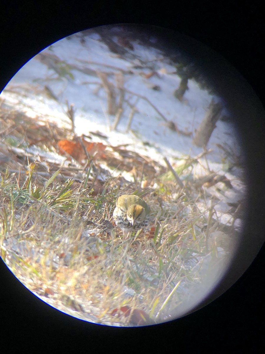 Ovenbird - ML613616046