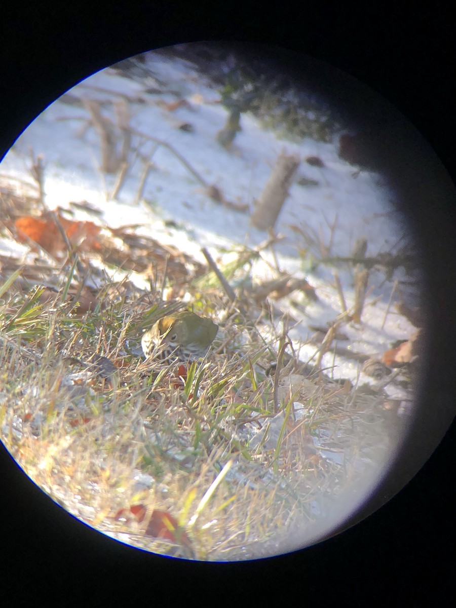 Ovenbird - ML613616047